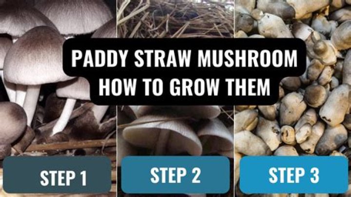 How do you grow paddy straw mushrooms at home?