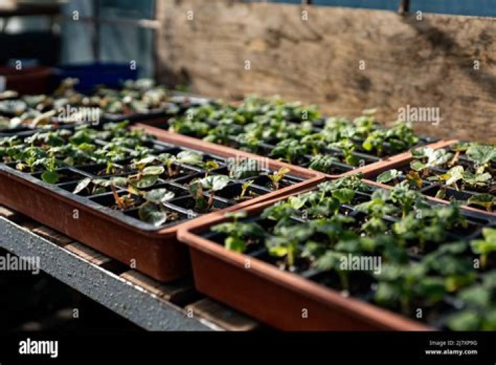 How do you grow saplings at home?