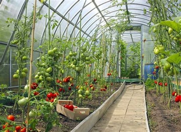 How do you grow vegetables in a greenhouse?