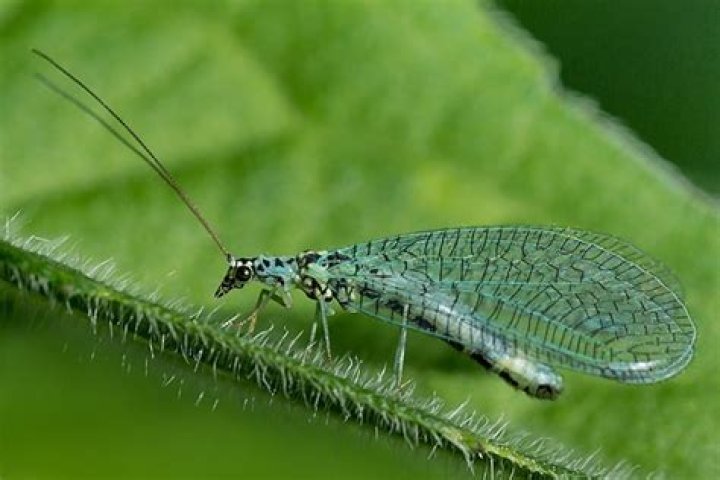 How do you hatch a lacewing?