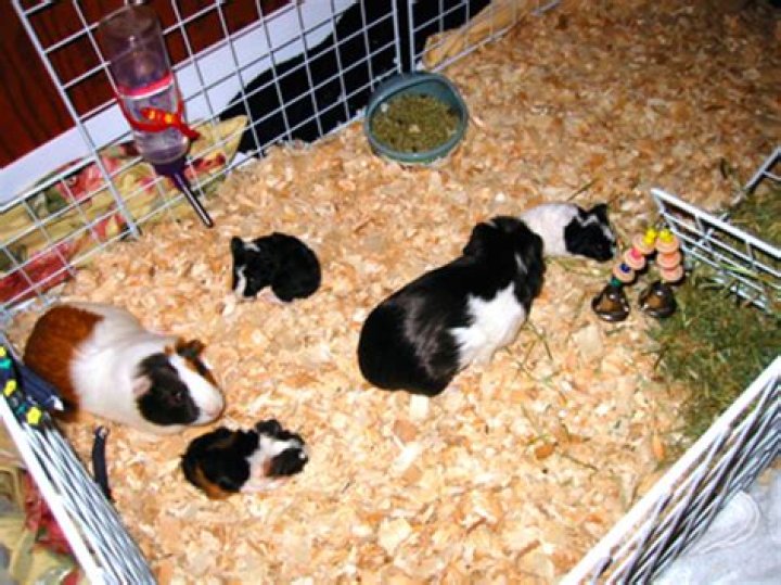 How do you help a grieving guinea pig?