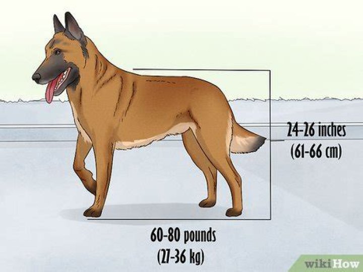How do you identify a Belgian Malinois puppy?