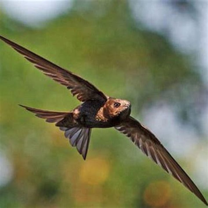 How do you identify a swift?