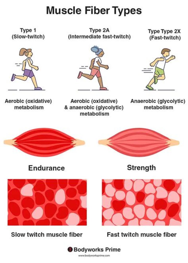 How do you increase type 2b muscle fibers?