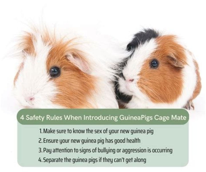 How do you introduce two male guinea pigs?