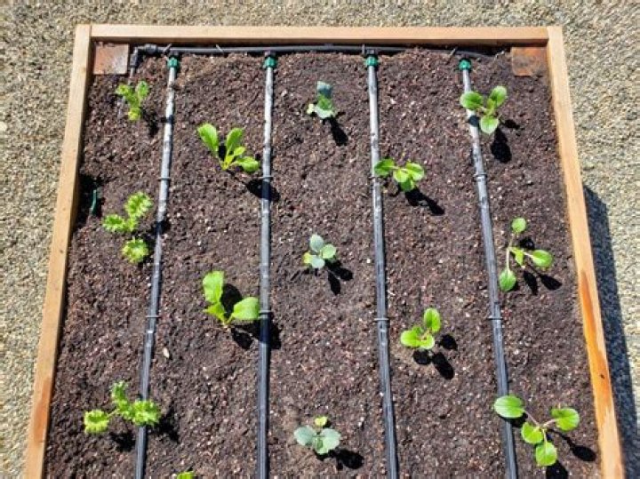How do you irrigate a small vegetable garden?