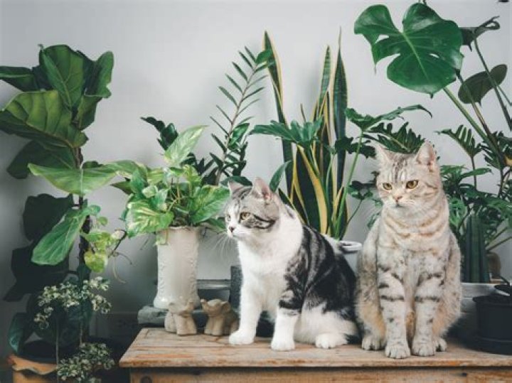 How do you keep indoor cats indoors in the summer?