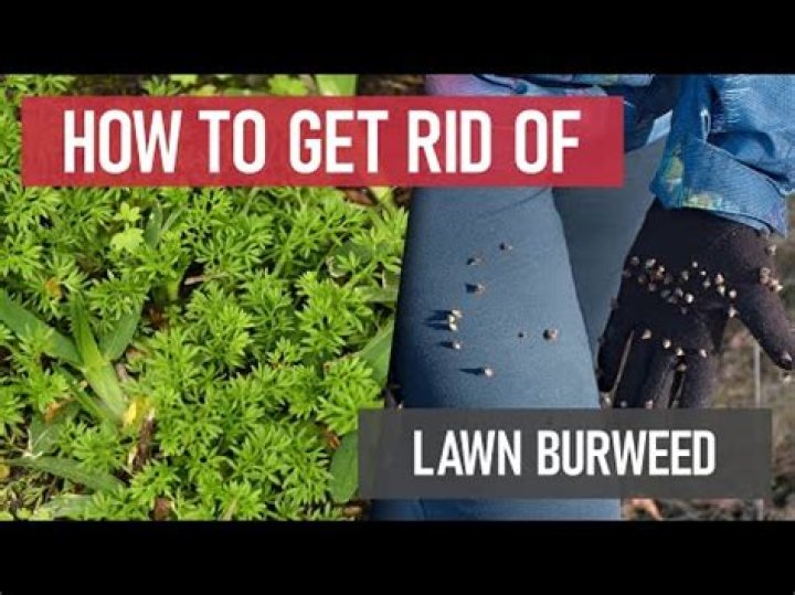 How do you kill Burr weeds?