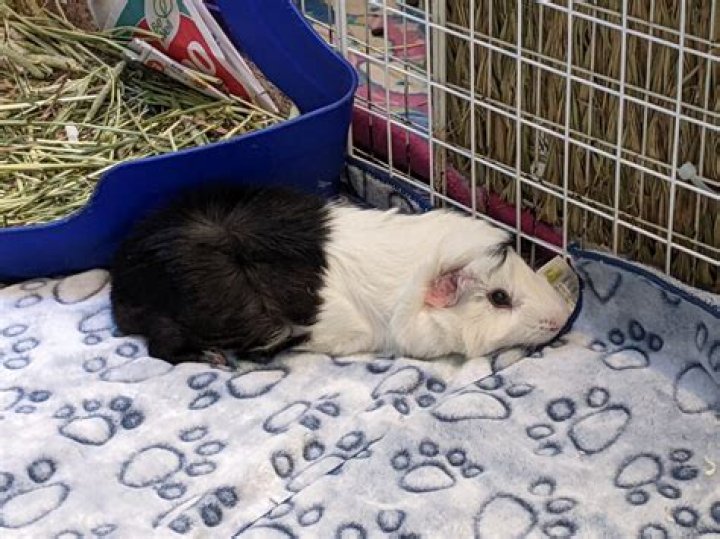 How do you know if a guinea pig is in pain?