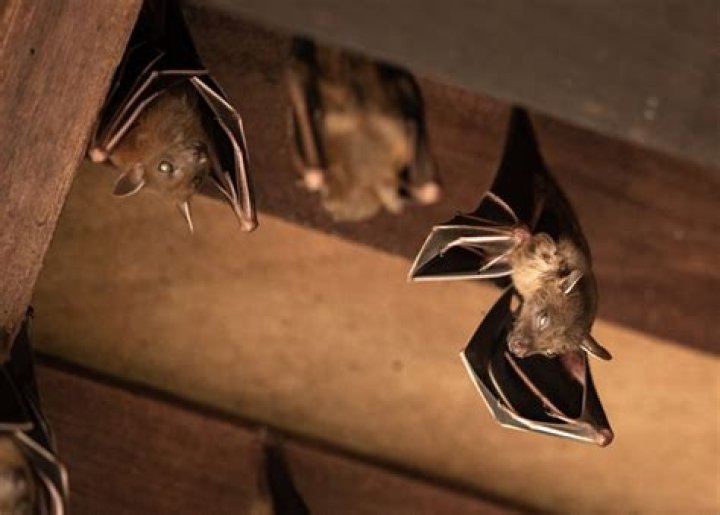 How do you know if you have bats in your loft?