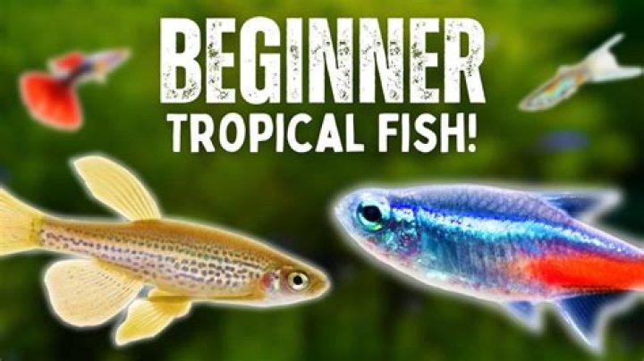 How do you look after tropical fish UK?