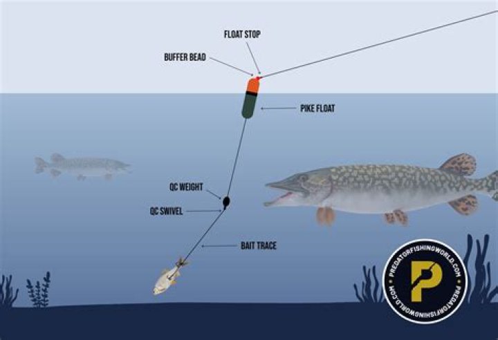 How do you lure fish for pike?
