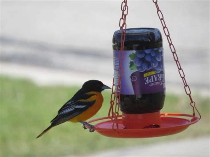 How do you make a grape jelly bird feeder?