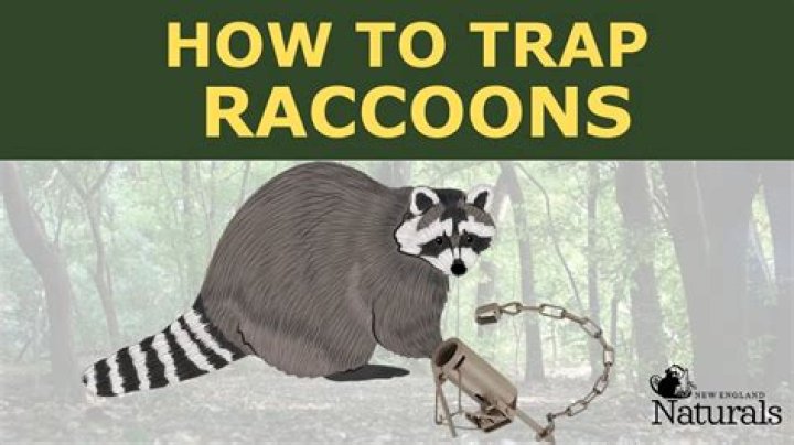 How do you make a homemade racoon trap?
