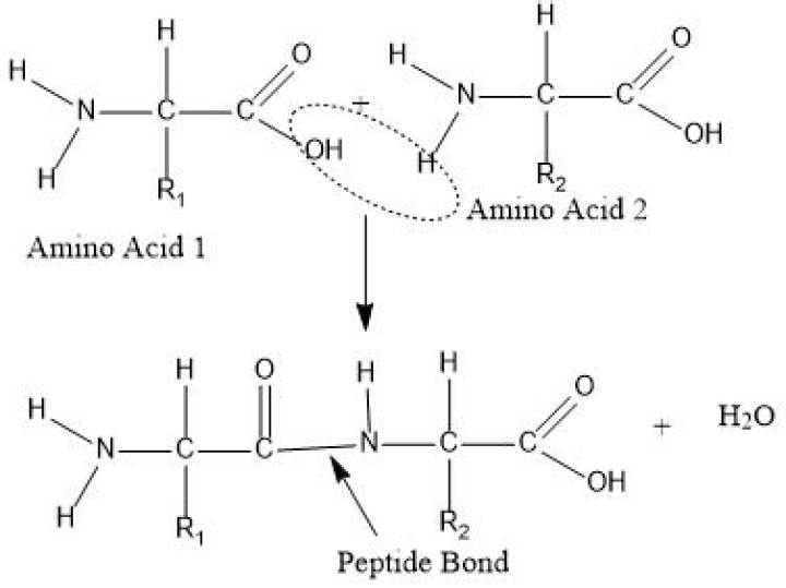 How do you make a tripeptide?