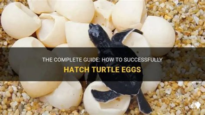 How do you make turtle eggs?