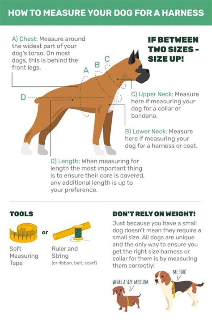 How do you measure a dog for a harness?