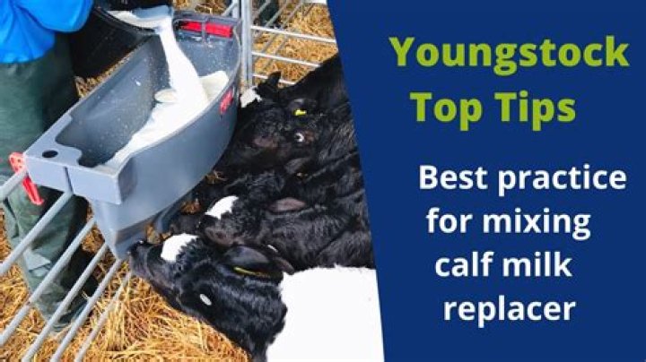 How do you mix calf milk replacer?