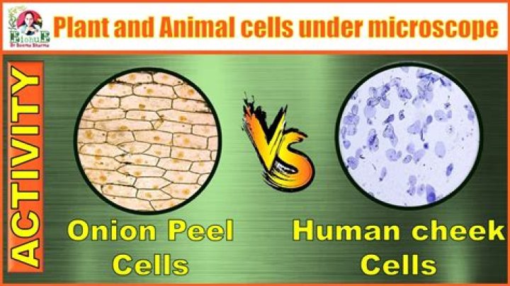 How do you observe cells under a microscope?