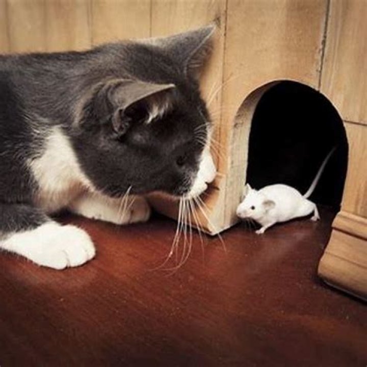 How do you pick a cat that will catch mice?