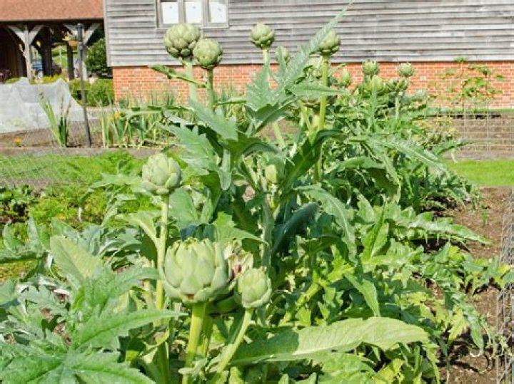 How do you plant artichoke tubers?