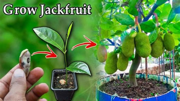 How do you plant jackfruit?