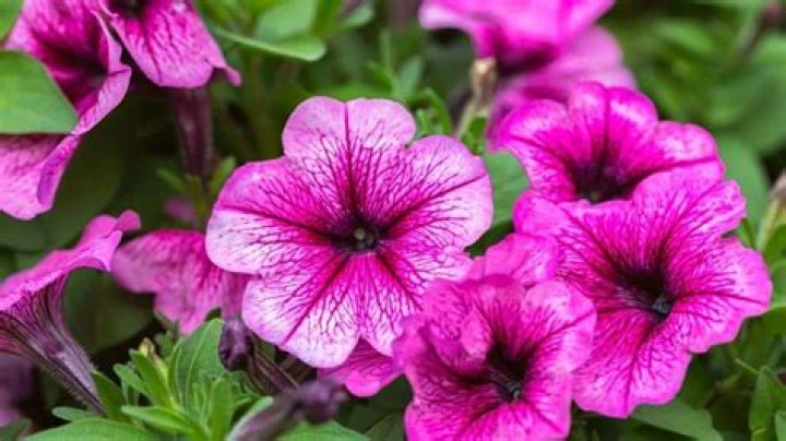 How do you plant petunias?