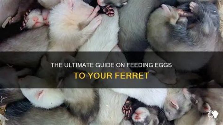 How do you prepare ferret eggs?