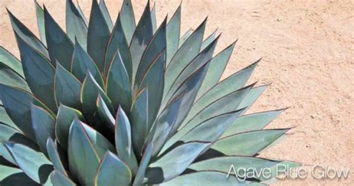 How do you propagate blue agave?