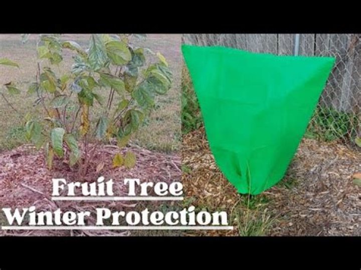 How do you protect berries from frost?