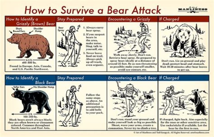 How do you protect yourself from a black bear attack?