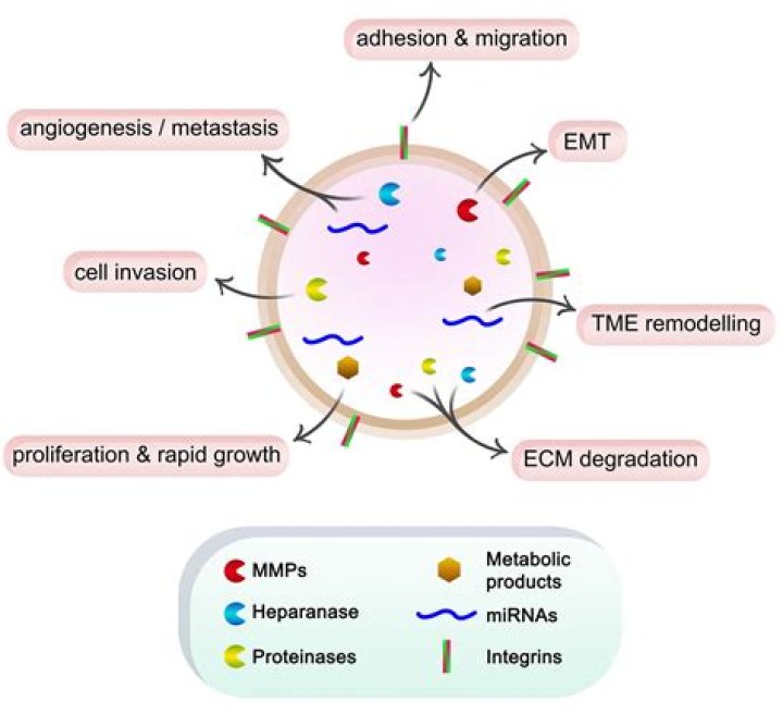 How do you quantify exosomes?