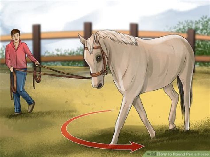 How do you round pen a horse?