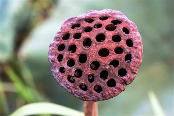 How do you say Trypophobia?