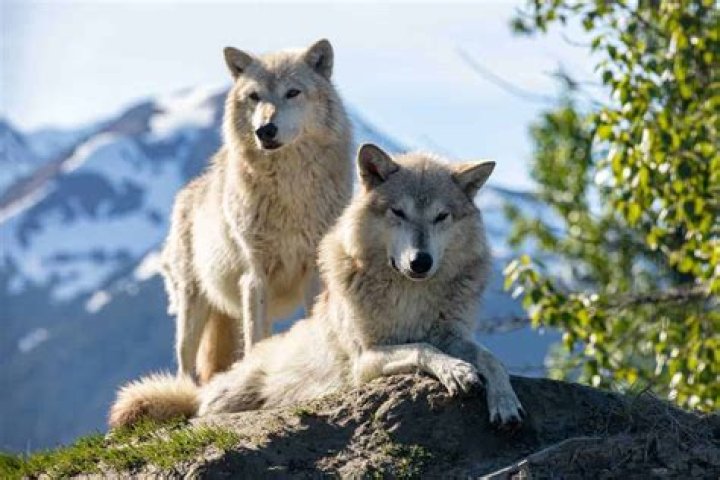 How do you say wolf in Alaska?