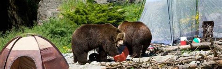 How do you scare a bear away from a campsite?