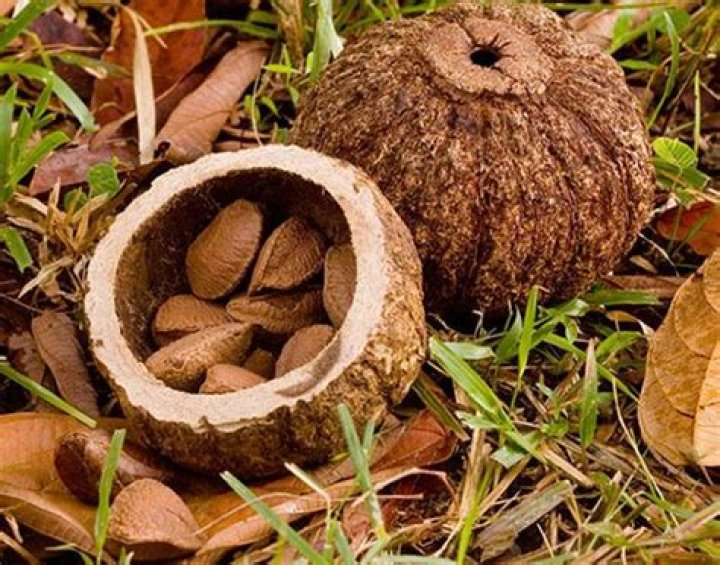 How do you shell a Brazil nut?