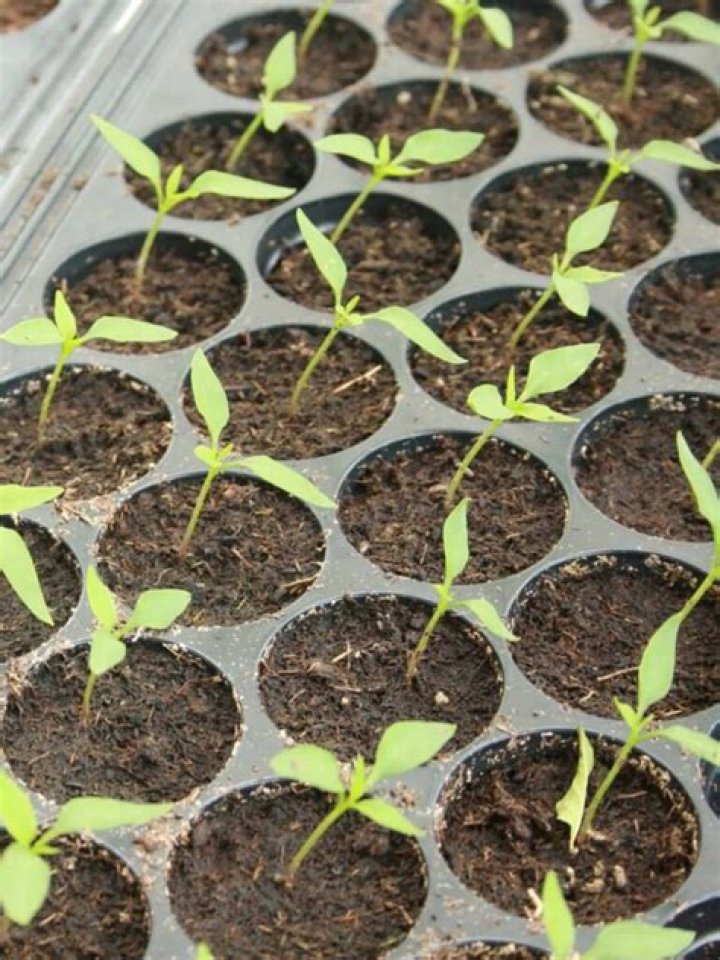 How do you sprout hot pepper seeds?