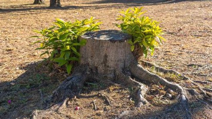 How do you stop a large tree from growing?