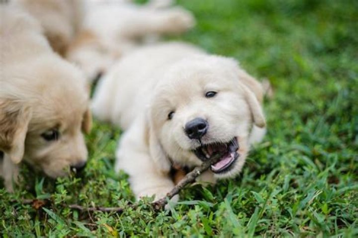 How do you stop puppy pica?