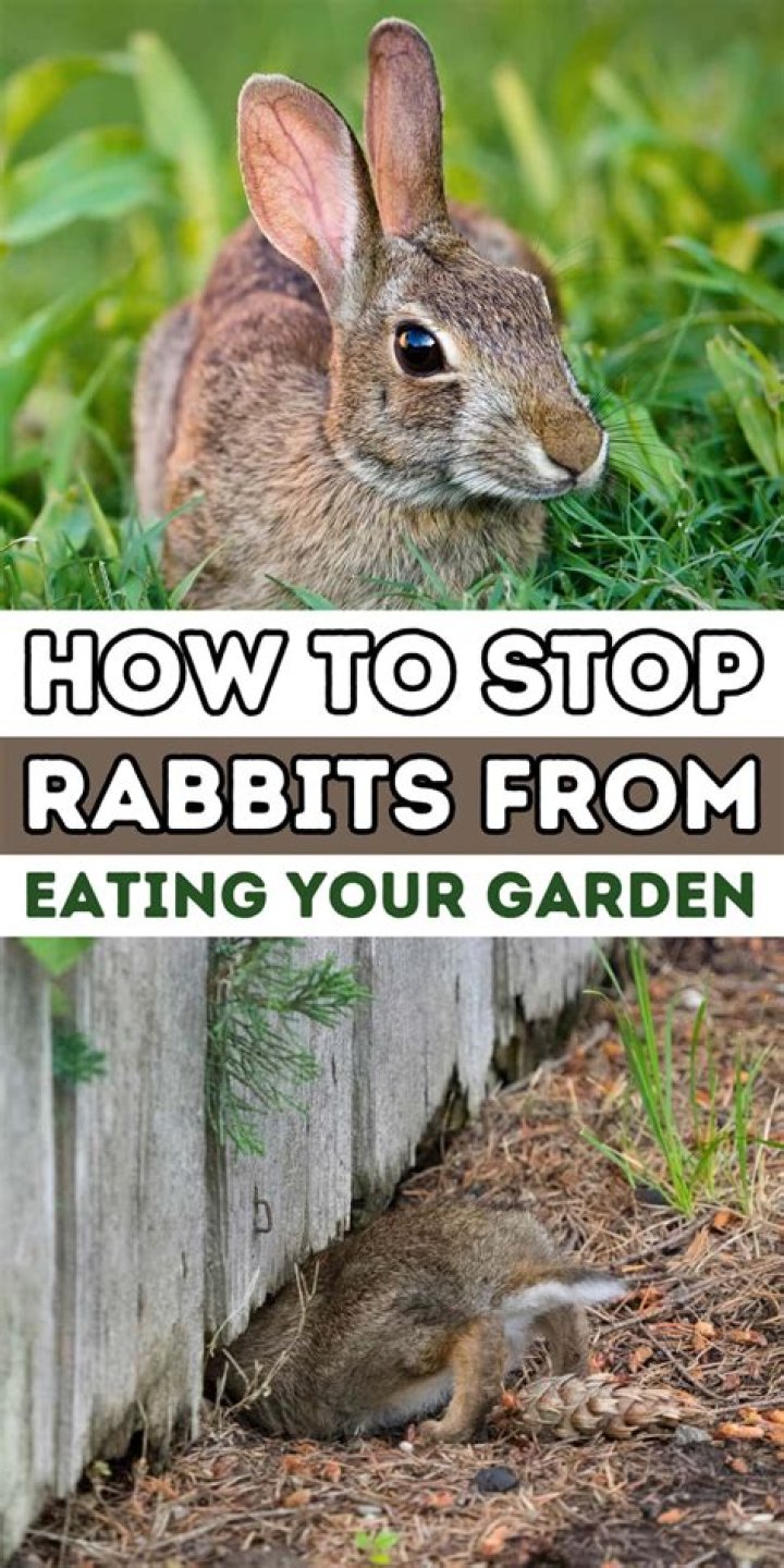 How do you stop rabbits from reproducing?