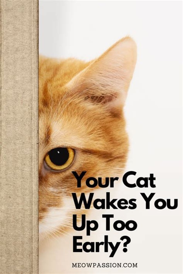 How do you stop your cat from waking you up?