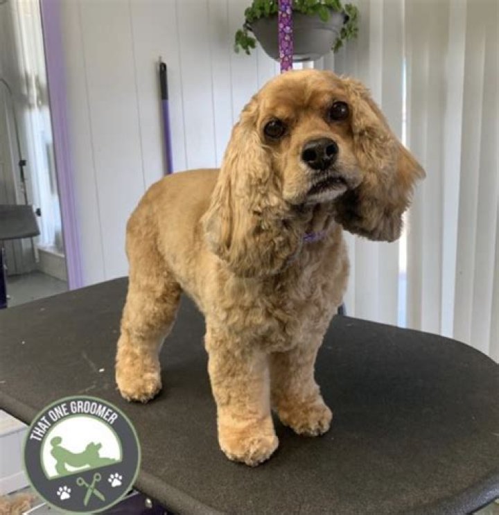 How do you strip a dog's hair from hands?
