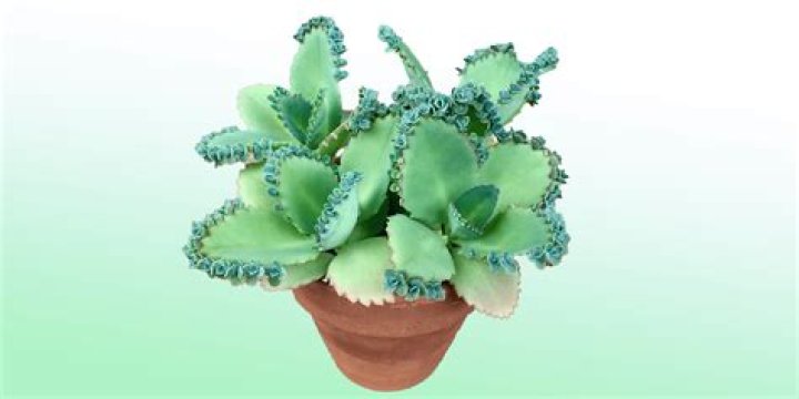 How do you take care of a blue rose succulent?