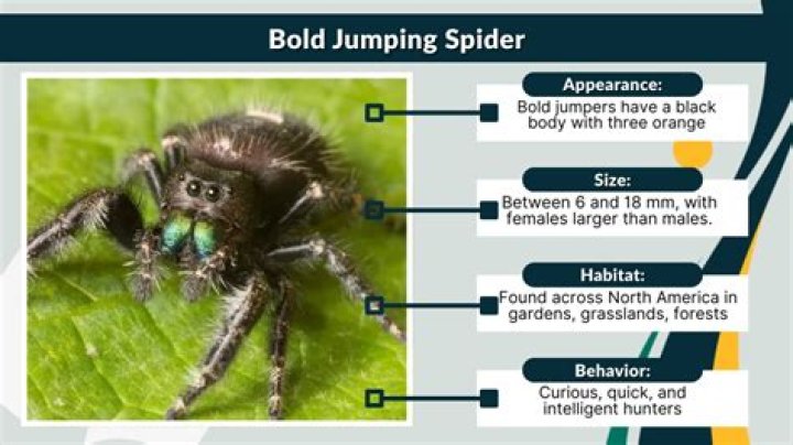 How do you take care of a bold jumping spider?