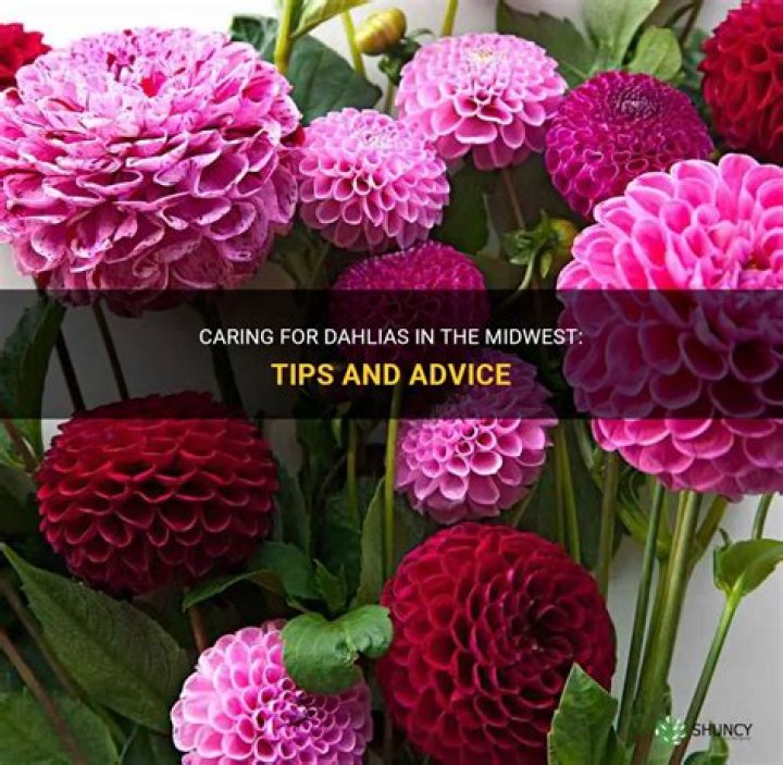 How do you take care of a dahlia tree?