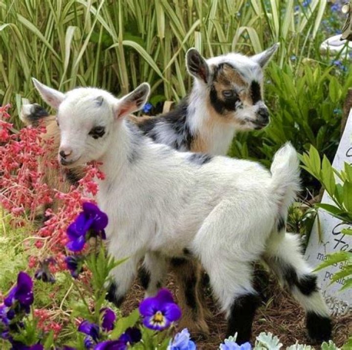 How do you take care of a miniature goat?