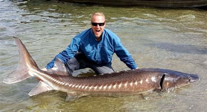 How do you take care of a sturgeon fish?