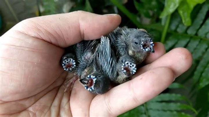 How do you take care of baby finches?