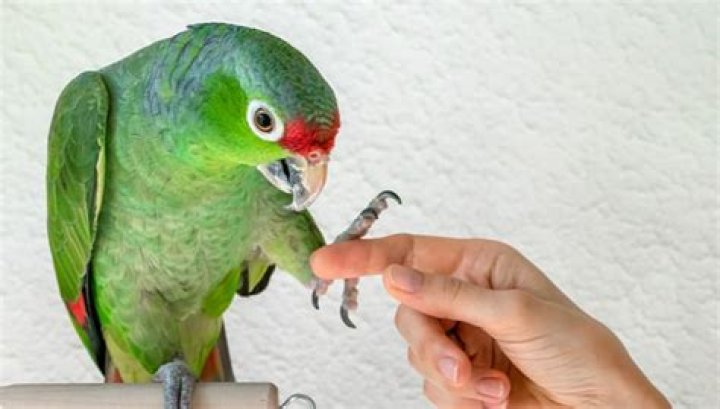 How do you tame a featherman?
